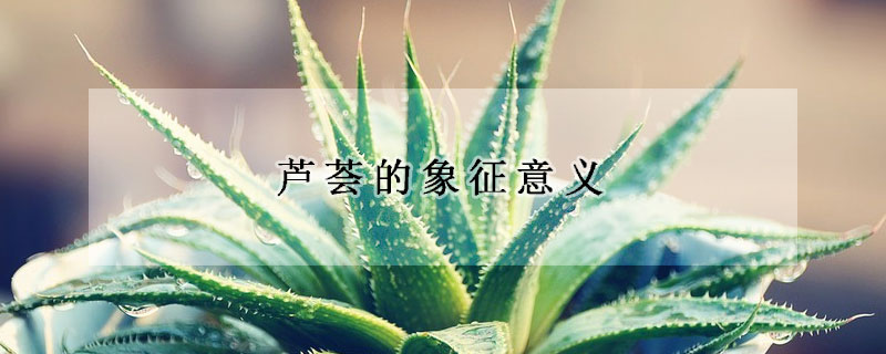 芦荟的象征意义