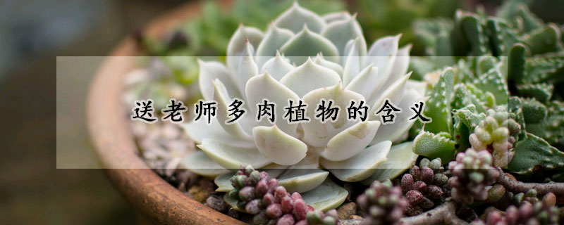 送老师多肉植物的含义