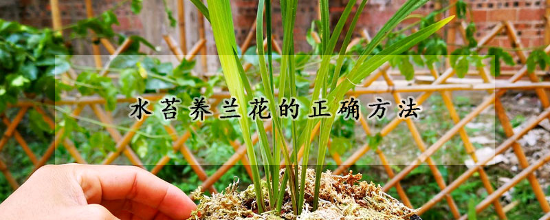 水苔养兰花的正确方法