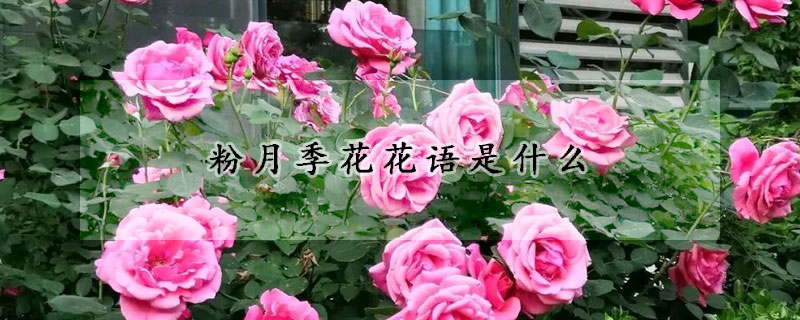 粉月季花花语是什么