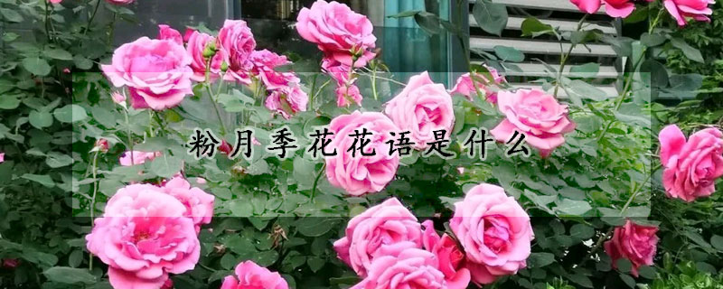 粉月季花花语是什么