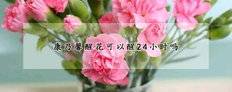 康乃馨醒花可以醒24小时吗