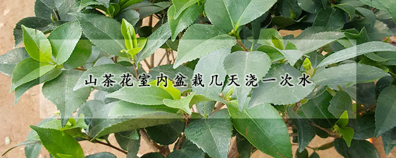 山茶花室内盆栽几天浇一次水