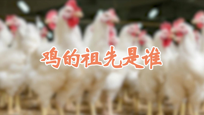 鸡的祖先是谁