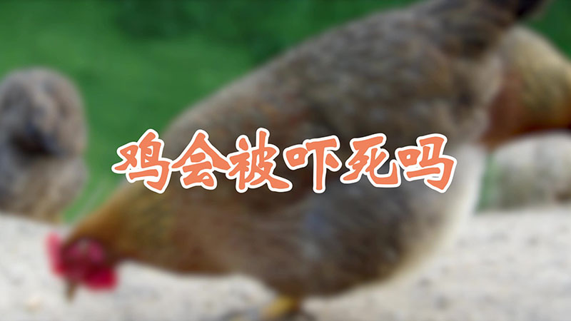 鸡会被吓死吗