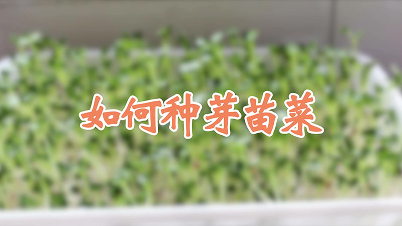 如何种芽苗菜