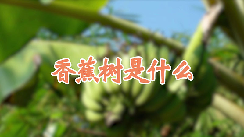 香蕉树是什么