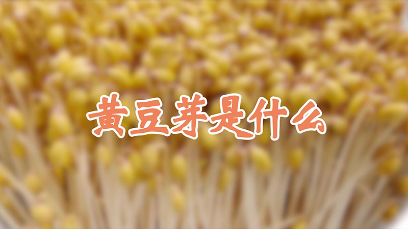 黄豆芽是什么