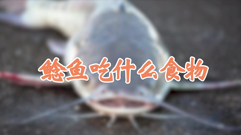 鲶鱼吃什么食物