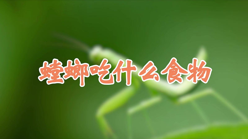 螳螂吃什么食物