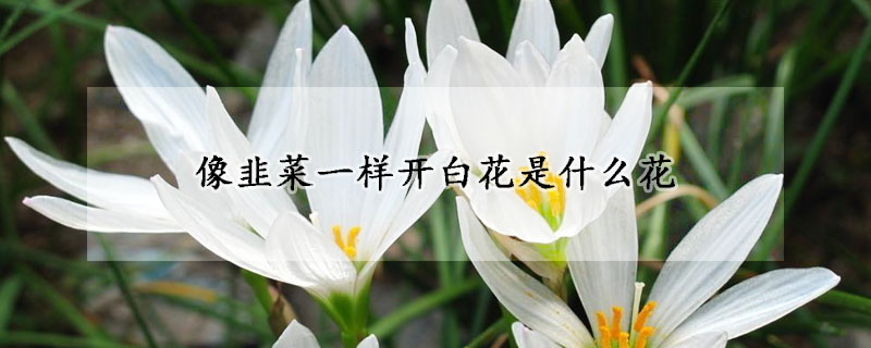 像韭菜一样开白花是什么花