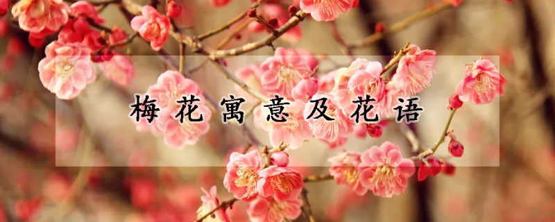 梅花寓意及花语