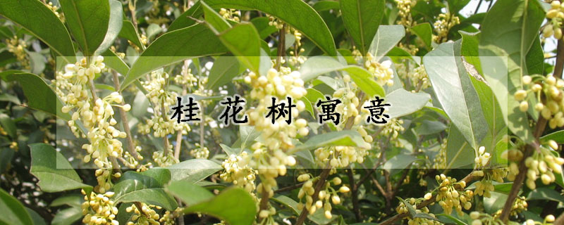 桂花树寓意