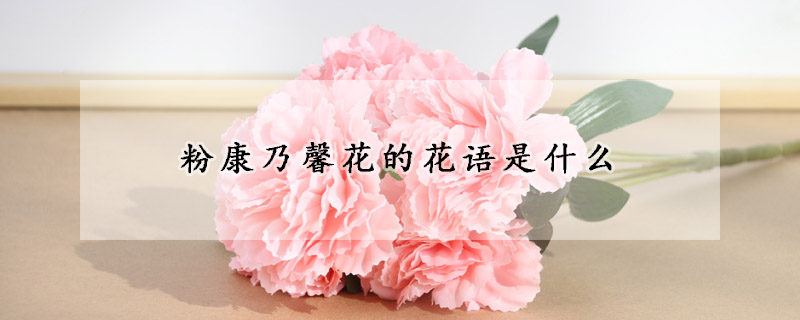 粉康乃馨花的花语是什么