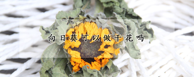 向日葵可以做干花吗