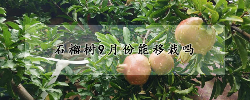石榴树9月份能移栽吗