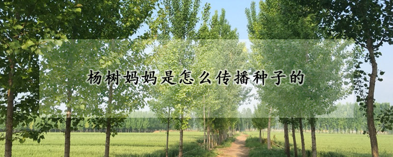 杨树妈妈是怎么传播种子的