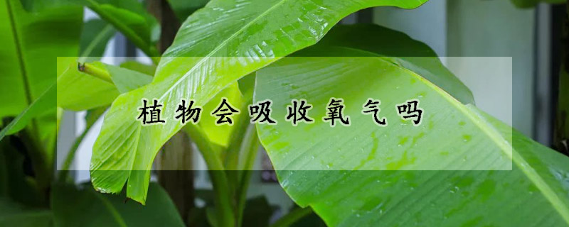 植物会吸收氧气吗