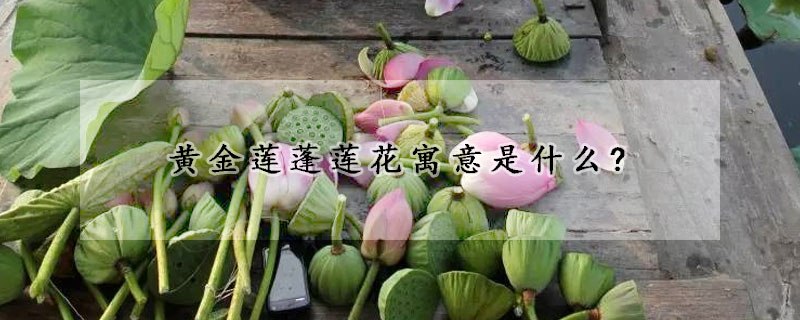 黄金莲蓬莲花寓意是什么?