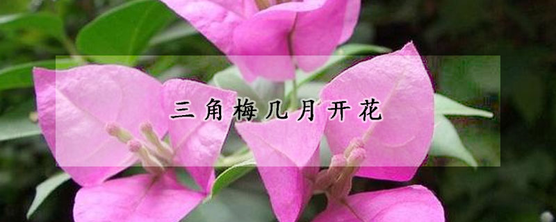 三角梅几月开花