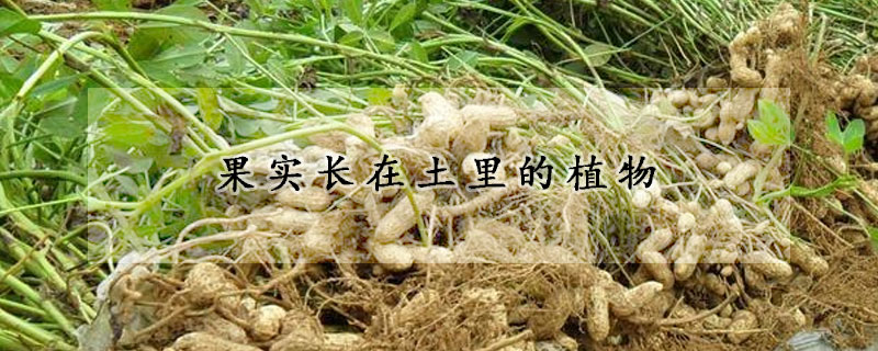 果实长在土里的植物