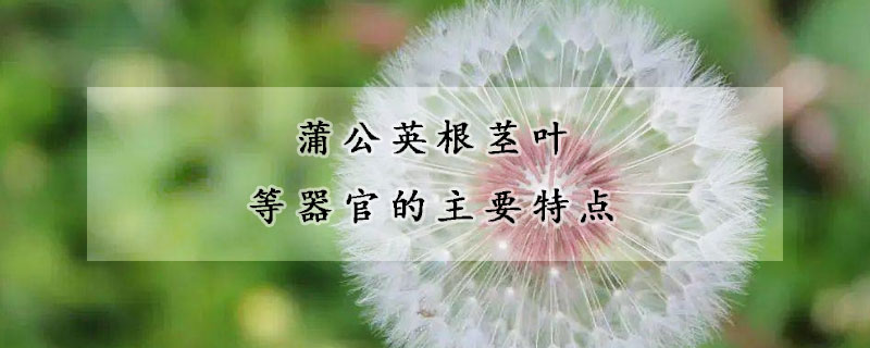 蒲公英根茎叶等器官的主要特点