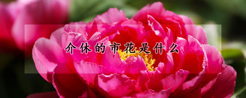 介休的市花是什么