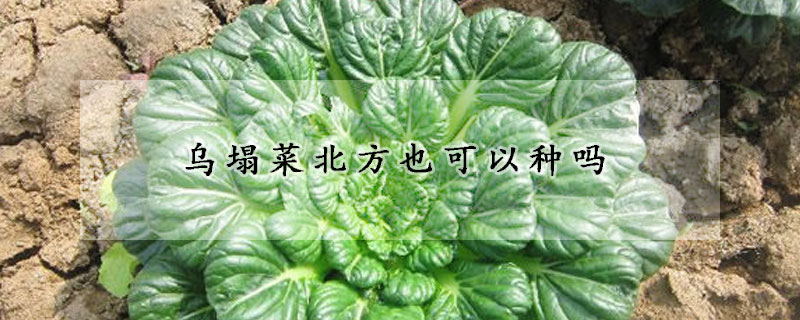 乌塌菜北方也可以种吗