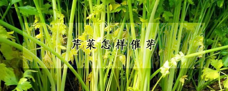 芹菜怎样催芽