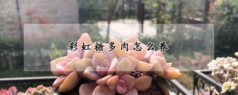 彩虹糖多肉怎么养