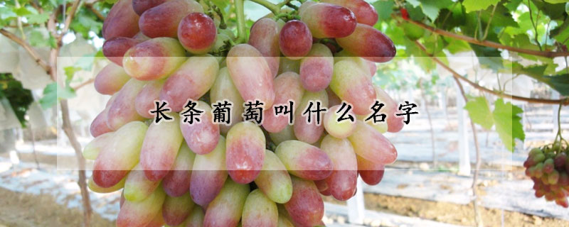 长条葡萄叫什么名字