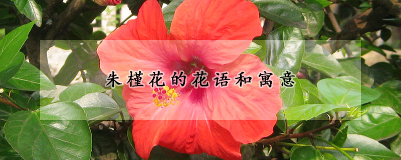 朱槿花的花语和寓意