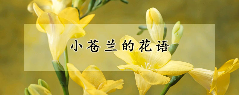 小苍兰的花语