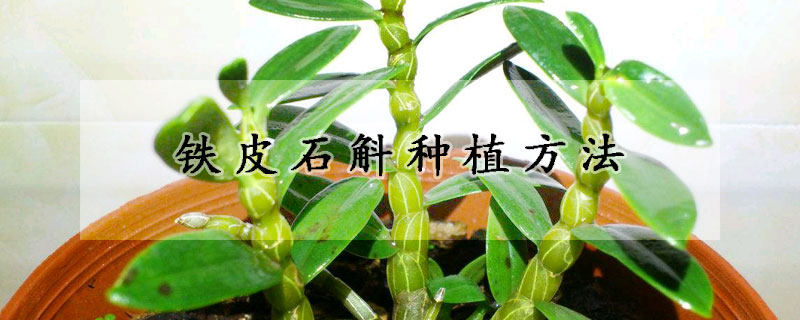 铁皮石斛种植方法