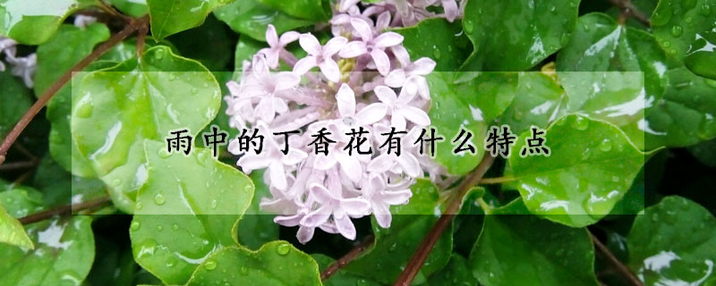 雨中的丁香花有什么特点