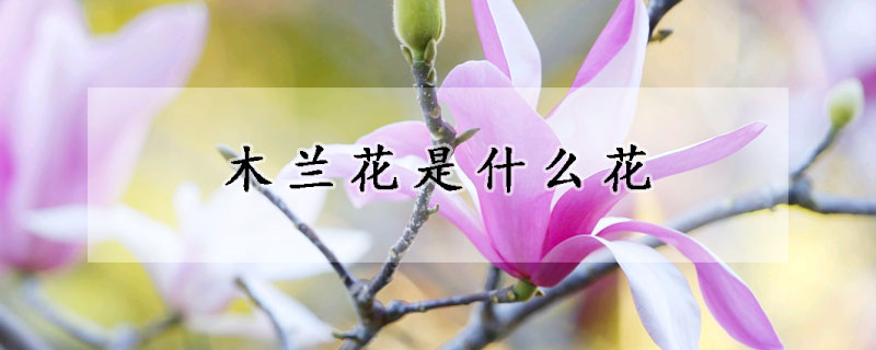 木兰花是什么花