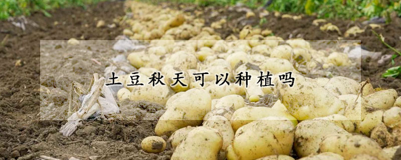 土豆秋天可以种植吗