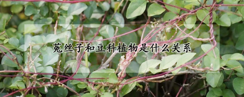 菟丝子和豆科植物是什么关系