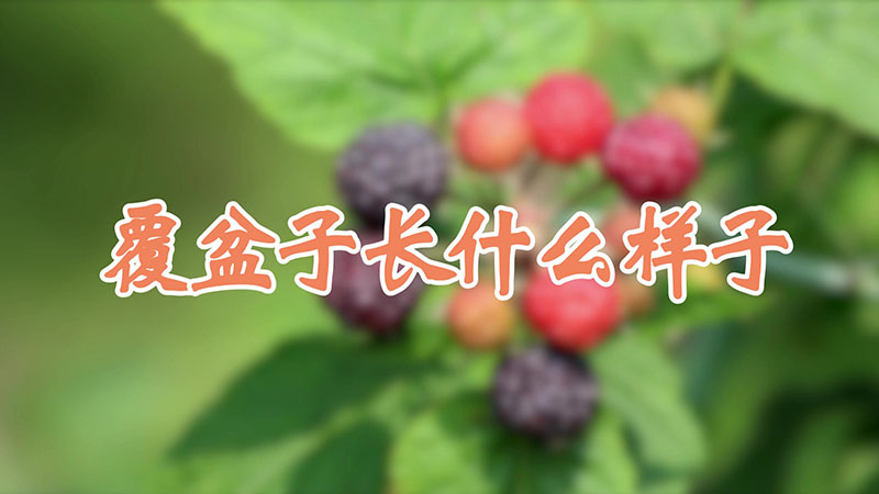 覆盆子长什么样子