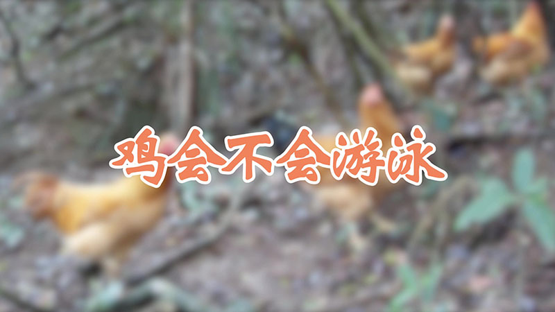 鸡会不会游泳