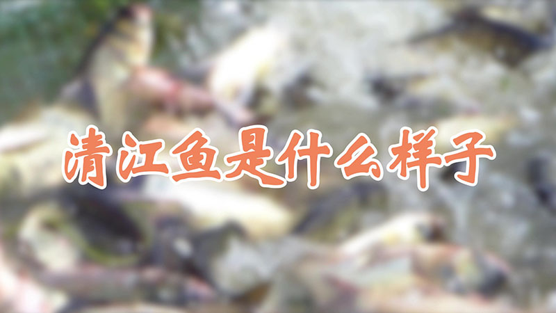 清江鱼是什么样子
