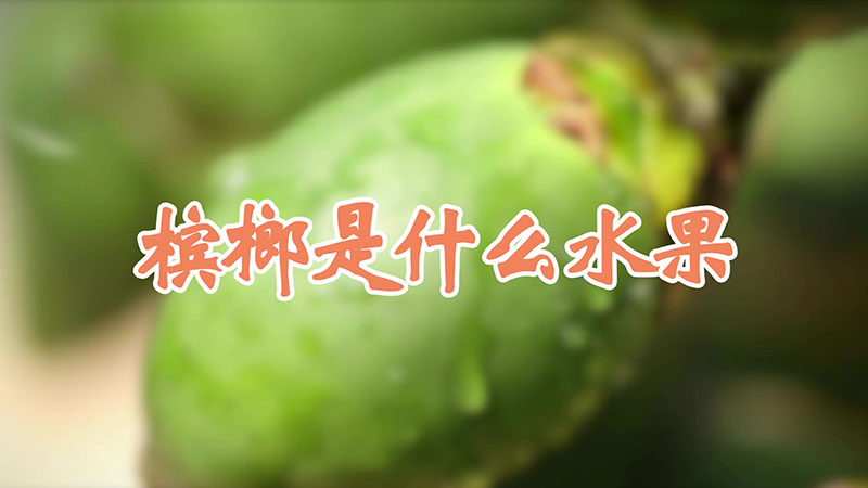 槟榔是什么水果