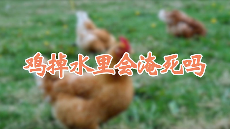 鸡掉水里会淹死吗