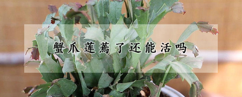 蟹爪莲蔫了还能活吗