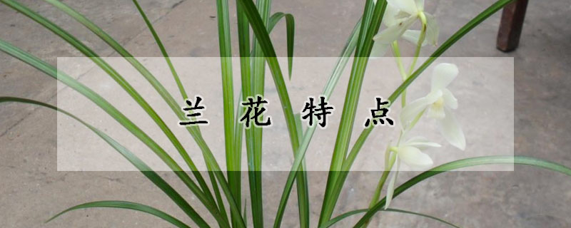 兰花特点