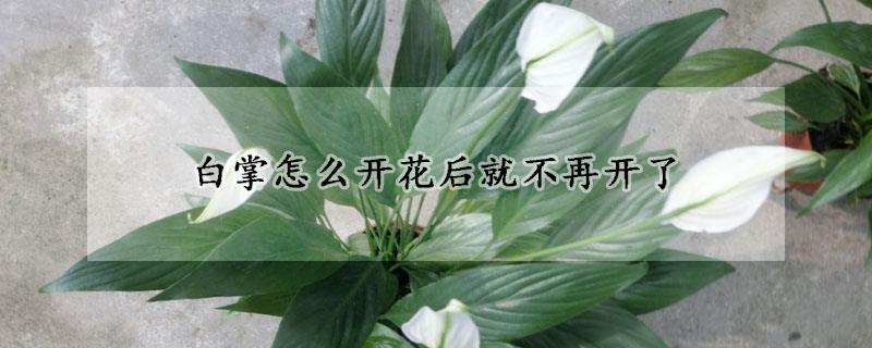 白掌怎么开花后就不再开了