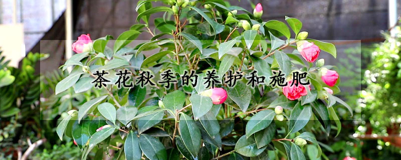 茶花秋季的养护和施肥