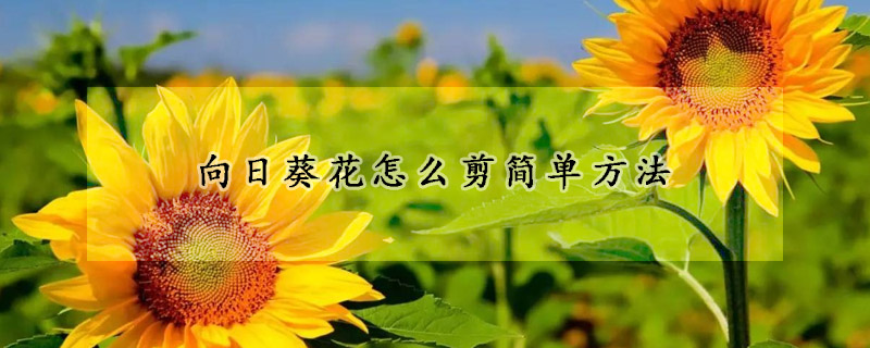 向日葵花怎么剪简单方法