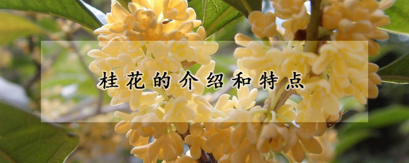 桂花的介绍和特点