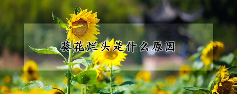 葵花烂头是什么原因